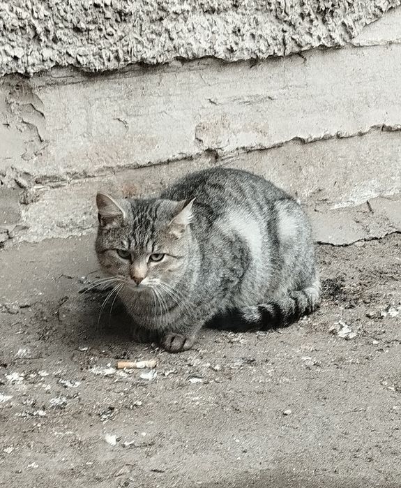 Безкоштовно котик