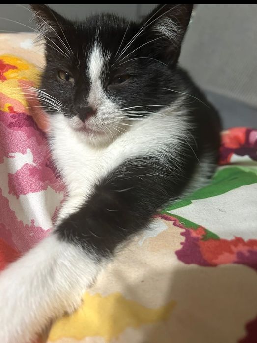 Oddam kotki w dobre ręce