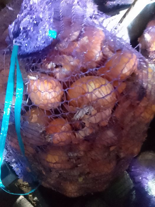 Продам гриби, домашню цибулю, буряк.