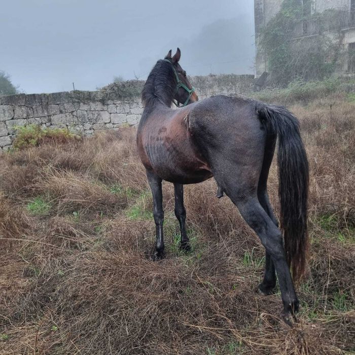 Cavalo cruzado para venda