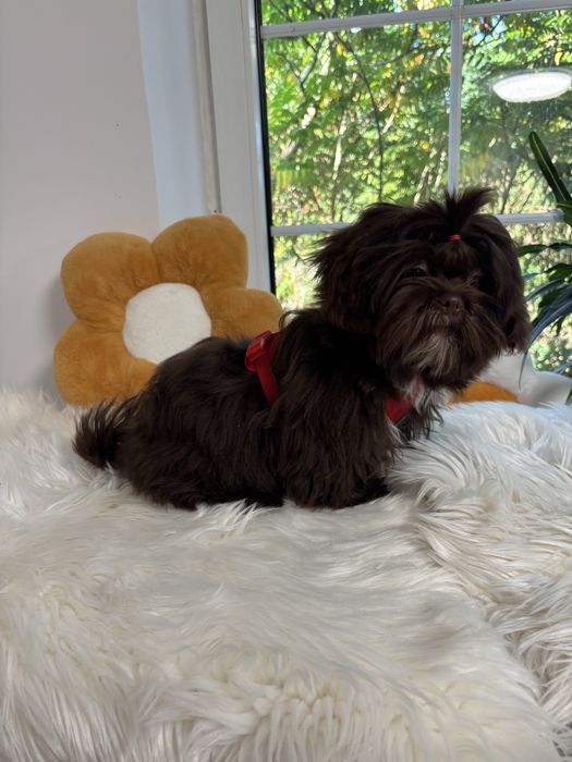 Shih tzu Czekolad z genem pełny rodowód ZHPR UCI