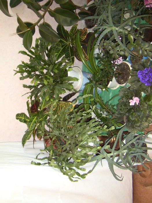 Комнатные растения фикус кротон рождественник алоэ лилия