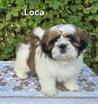 Sunia Shih tzu ZKWP