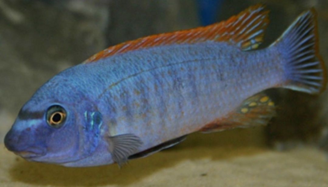 Labeotropheus Trewavasae, Thumbi West