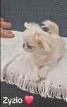 Chihuahua chłopczyk
