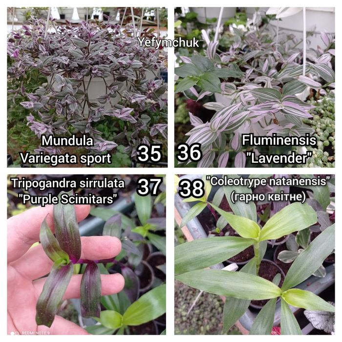 Традесканція частина 2