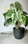 Monstera albo variegata dół rośliny cała pędówka