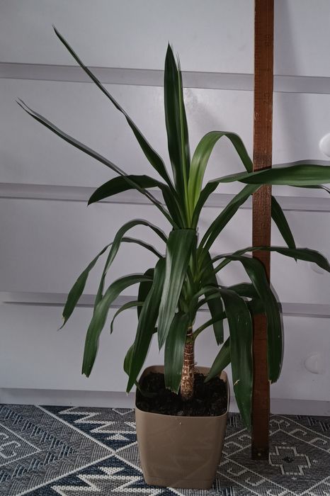 Продам   юкку  та фікуси.Поштою не відправляю !!!