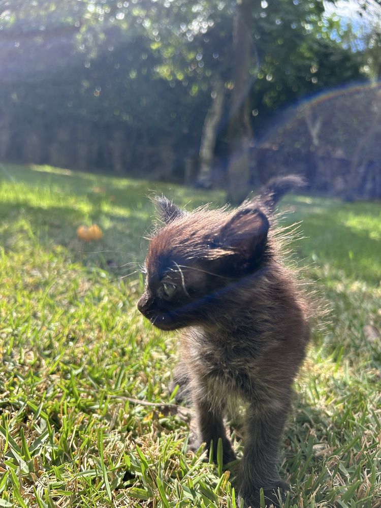 Gatinhos para adoção responsável