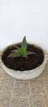 Planta Aloe vera