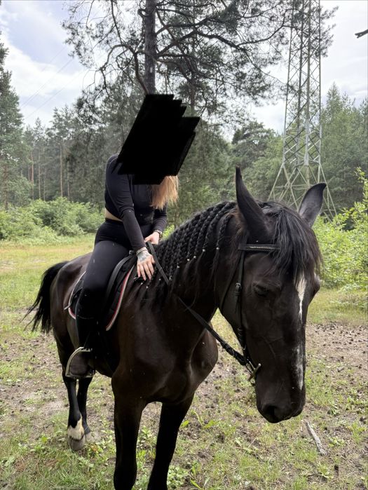 Sprzedam lub zamienie  Klacz śląska