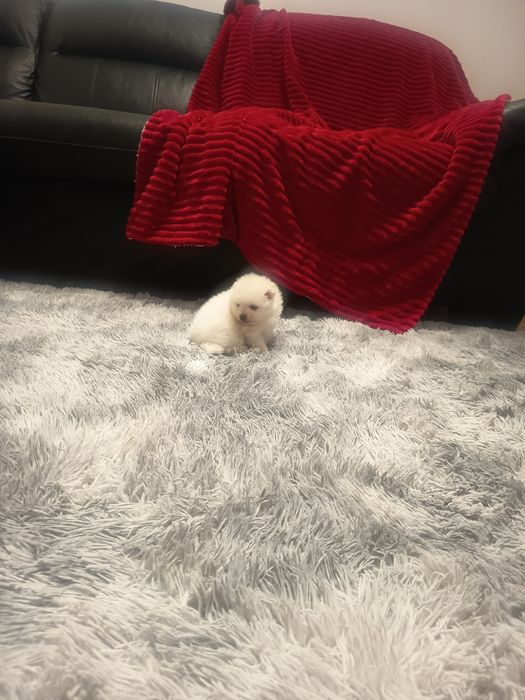 Spitz Ana,Lulu da Pomerânia femea