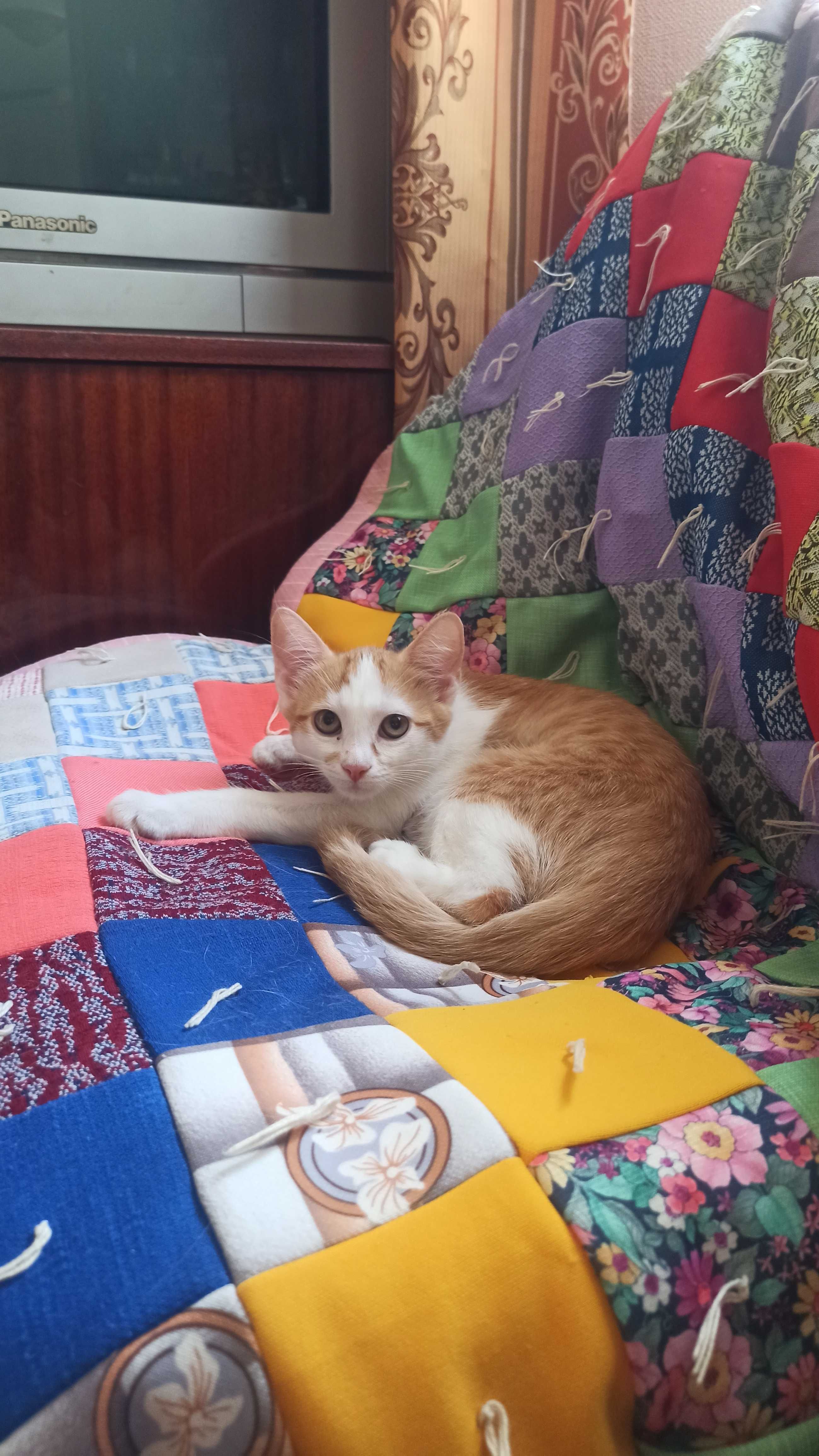 Котики 3 місяці, руденькі, віддам і хороші руки