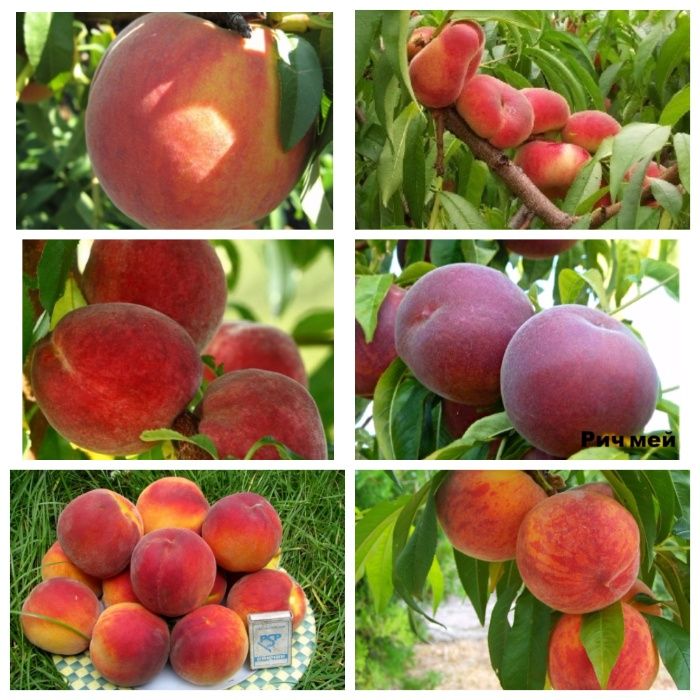 Питомник реализует саженцы яблони, персик, смородина,вишня,слива,агрус