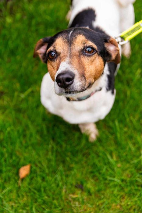 Podaruj dom przyjacielskiej suni w typie jack russel terrier