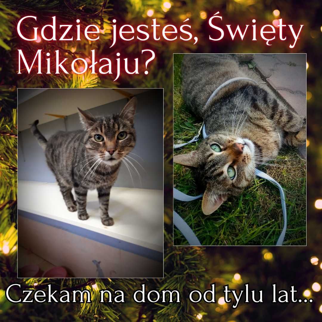 Zrezygnowany Feliks Wielkanoc spędził w schroniskowej klatce