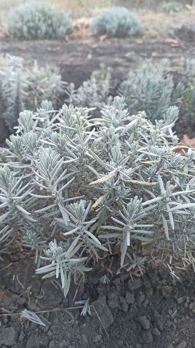 Лаванда Англійська.