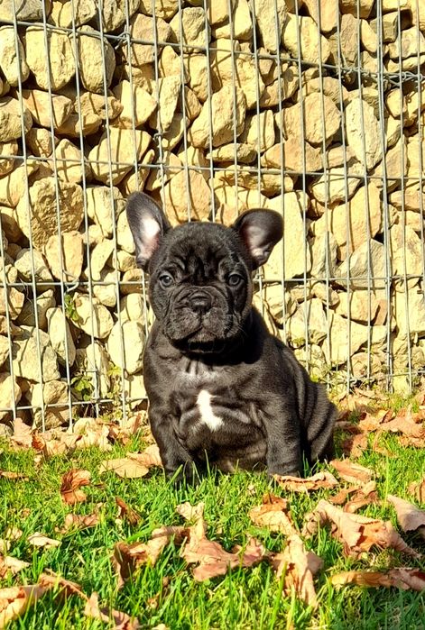 Buldog francuski z rodowodem