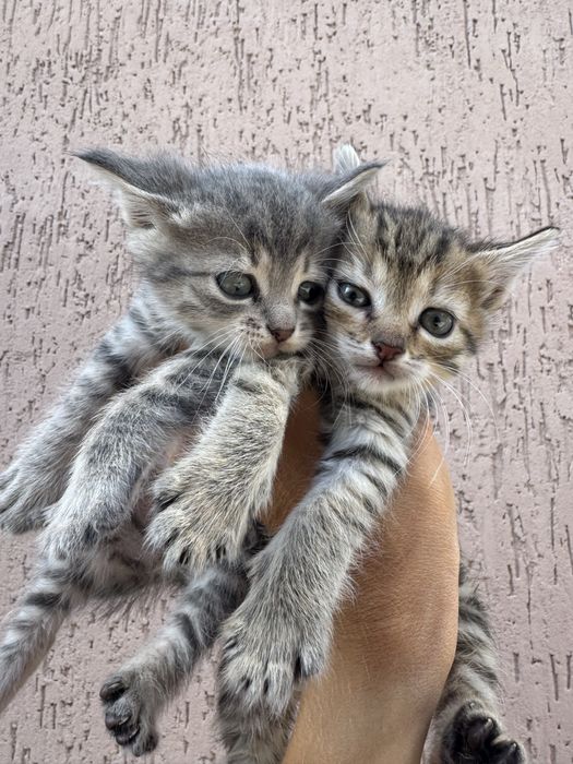 Котята від мами британськоі короткошерстноі