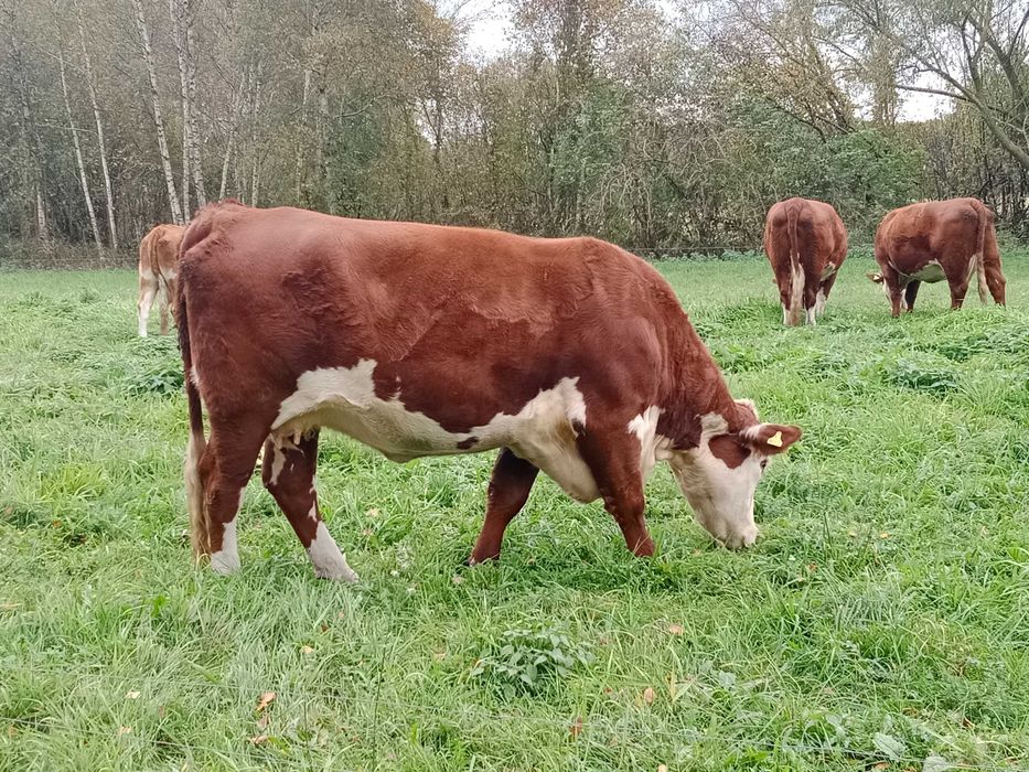 Hereford krowy krowa