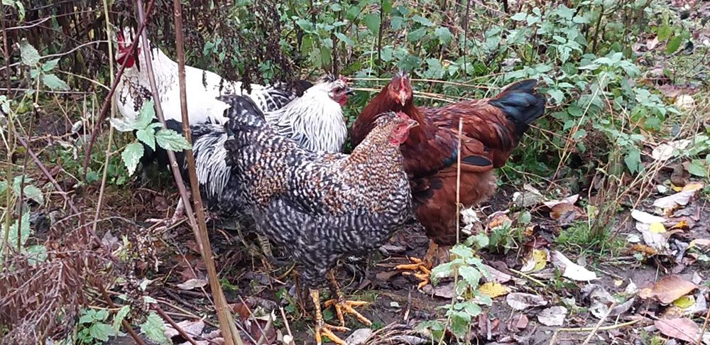 Koguty młode na sprzedaż