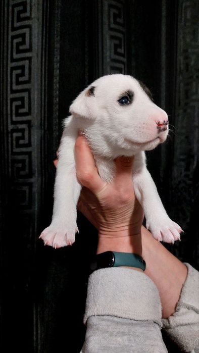 МЕТИСИ стандартний бультерєр. Дівчинка