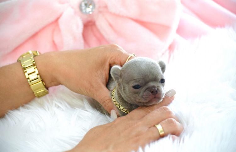Zarezerwowany Chihuahua Cudny Mini XXS Liliowy Gotowy do odbioru