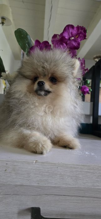 Suczka pies  pomeranian
