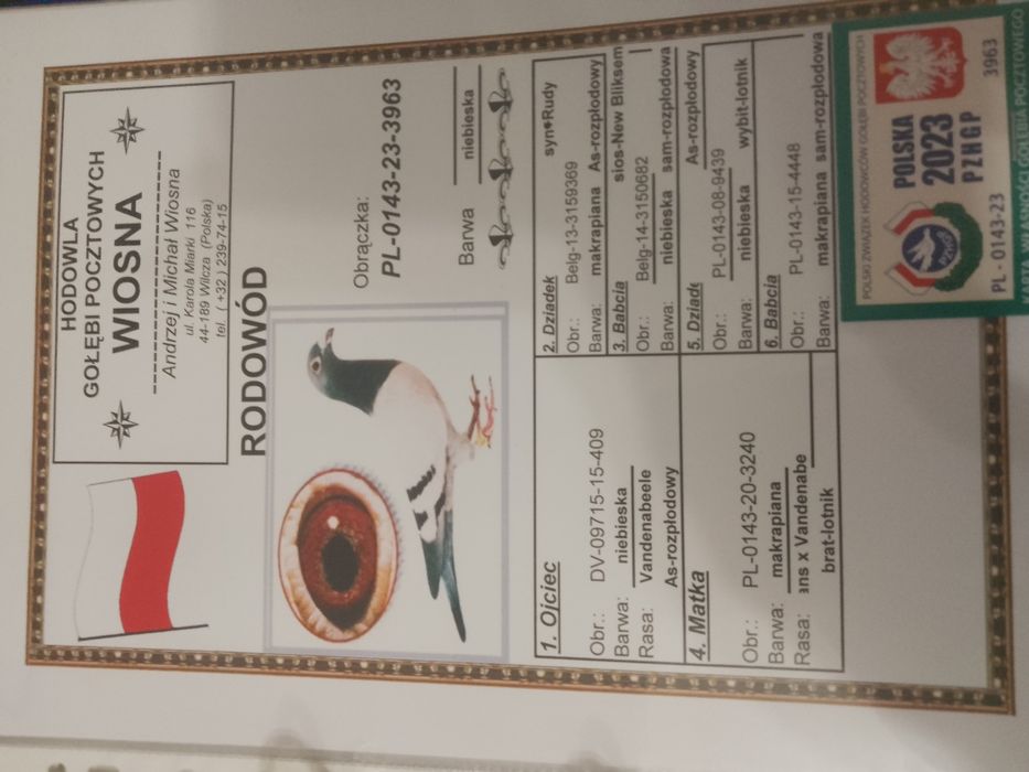 Gołębie pocztowe  A&M Wiosna