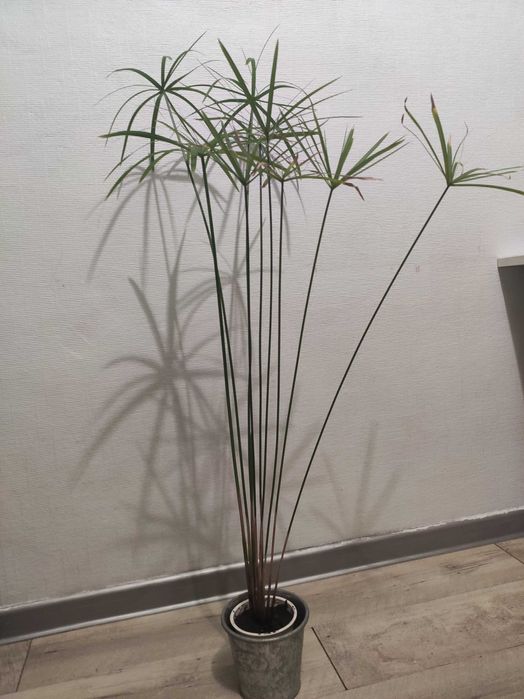 Papirus kwiatek domowy