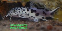 Synodontis Polli White Hodowla Pyszczaków Toruń