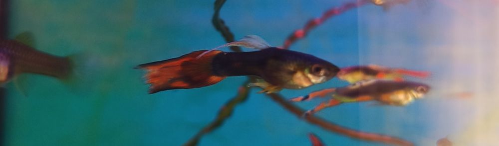 Gupiki narybek 10 sztuk 0.5-1 cm