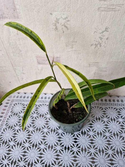 Фикус али амстел голд