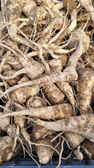 Pietruszka korzeń gruba 10kg