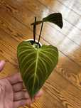 Philodendron Splendid