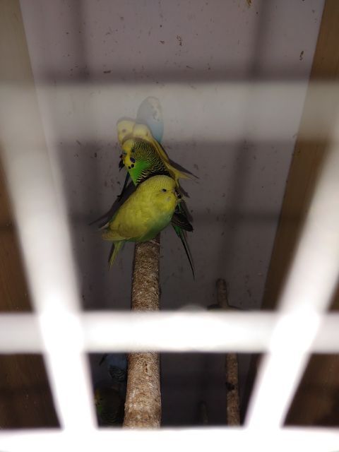 Sprzedam młode papugi faliste.