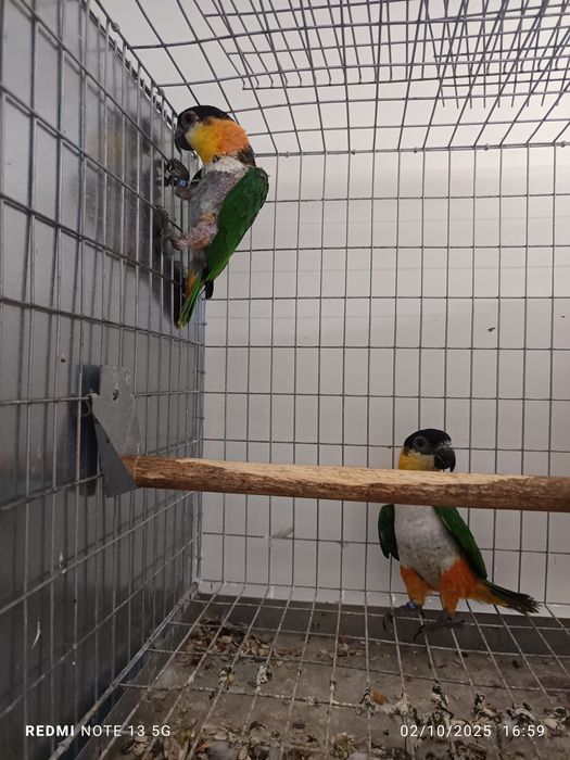 Casal reprudotor de marianinhas cabeça preta