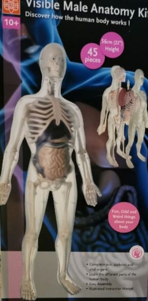 Model anatomiczny czlowieka