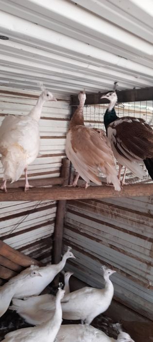 Vendo Pavões de Várias Mutações