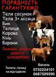 Врх Телята Корови