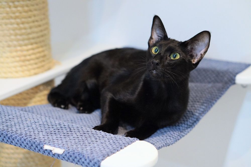 Peterbald kocurek orientalny gotowy do zmiany domku prawdziwy rodowód