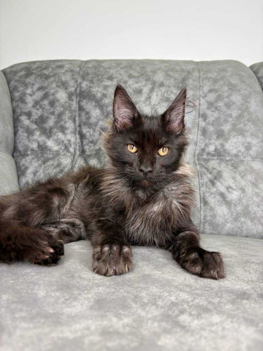 Хлопчик мейн-кун неймовірно чорного кольору зі всіма документами WCF