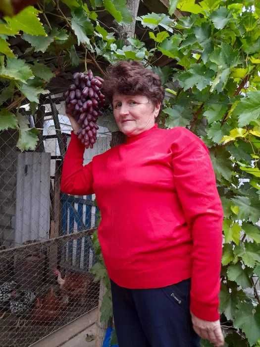 Саджанці винограду, саженцы винограда Манікюр фінгер, Торнадо, Кристал