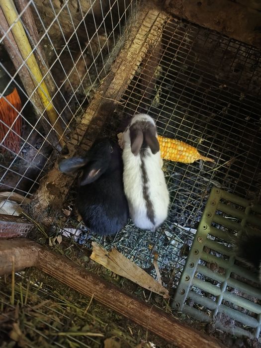 Продам кролики німецький строкач велетень.