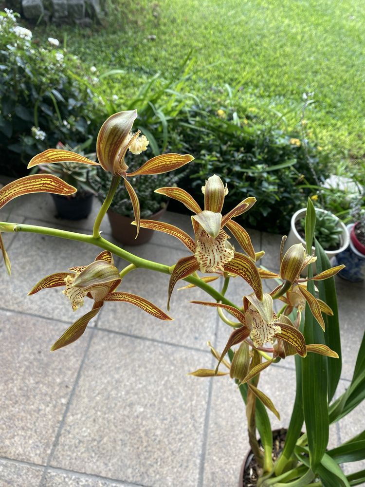 Vaso de orquidea