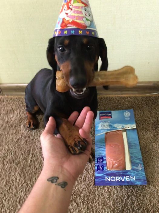 Вязка чистокровной таксы, кобель стандартный