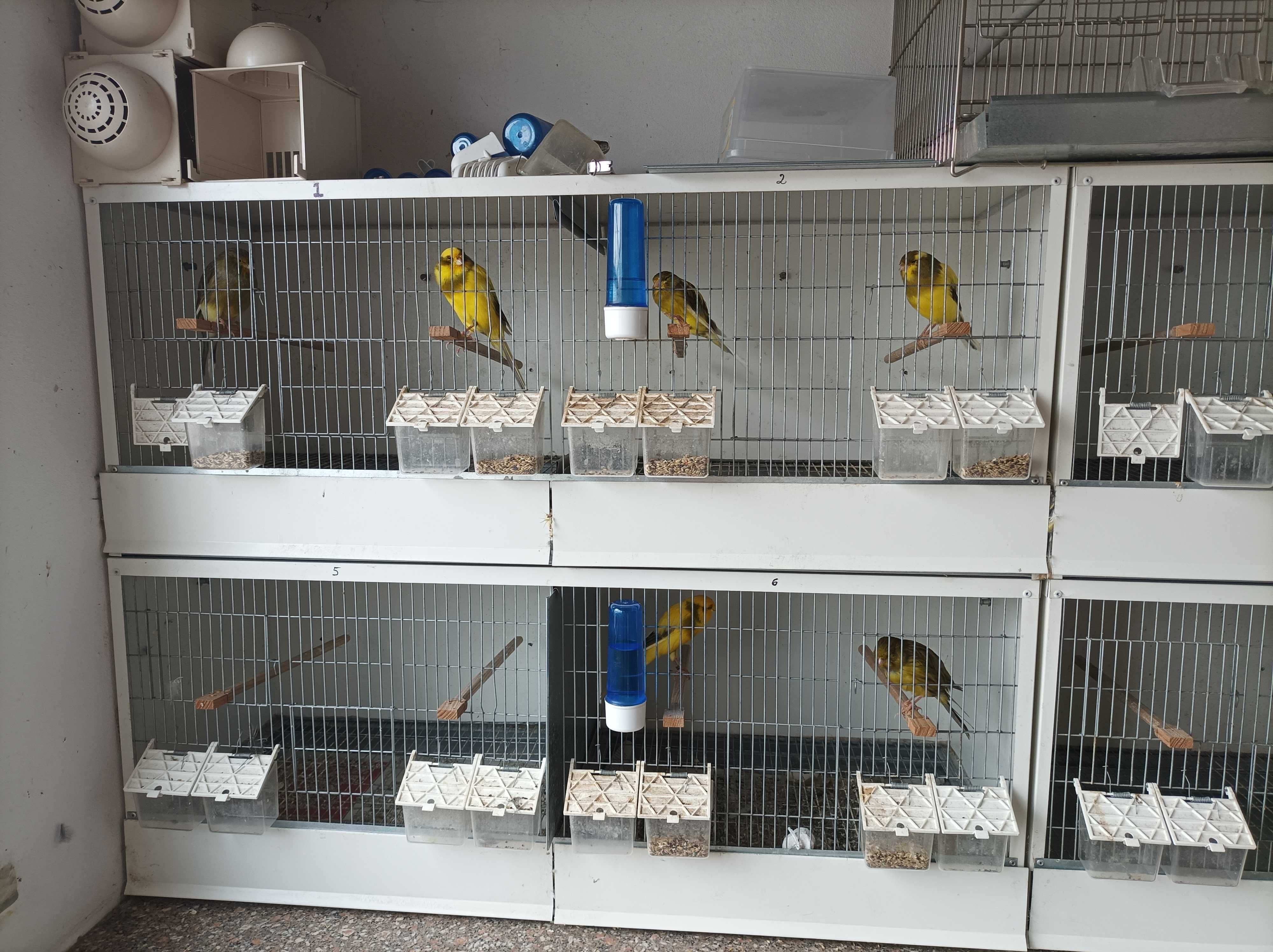 Gaiolas canários/bico curvo