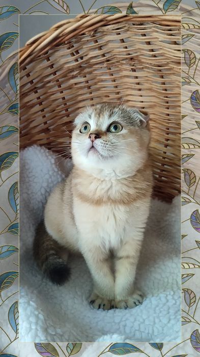 Девочка от ЗОЛОТОЙ шиншиллы,вислоухая