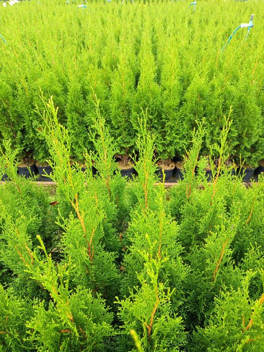 tuja szmaragd, drzewka, krzewy, rośliny, sadzonki