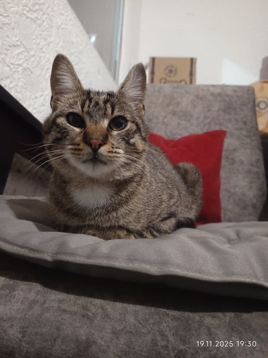 Тигровый молодой котик Шелдон бесплатно